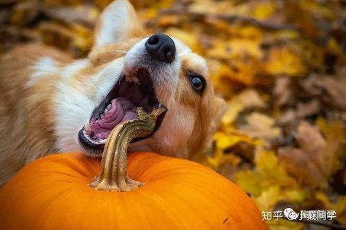 吃瓜狗兜兜视频,揭秘娱乐圈幕后趣事