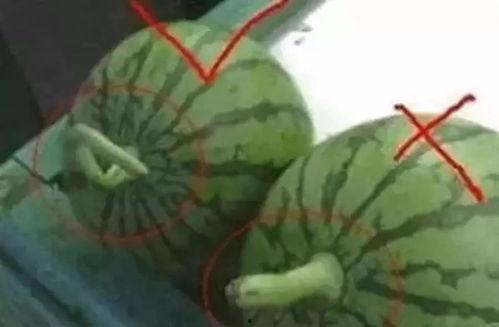 八卦吃瓜视频号怎么做,揭秘热门话题，轻松掌握娱乐圈动态