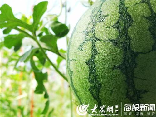 五一节吃瓜宝宝视频,萌翻网友心！