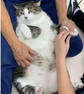 吃瓜胖猫事件视频大全,视频大全背后的网络狂欢与反思