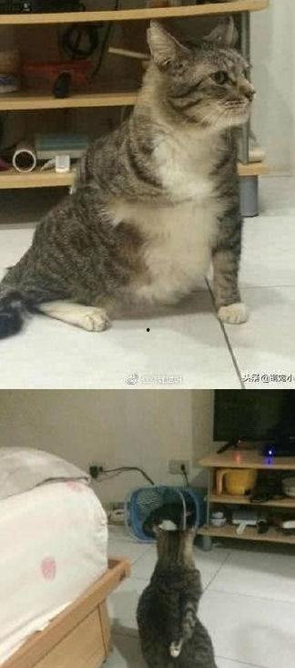 吃瓜胖猫事件视频大全,视频大全背后的网络狂欢与反思