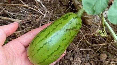 实现吃瓜自由视频,短视频时代的娱乐狂欢与反思