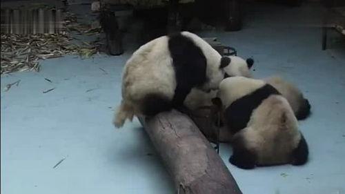 熊猫洗澡吃瓜现场视频大全,熊猫洗澡吃瓜欢乐瞬间大盘点