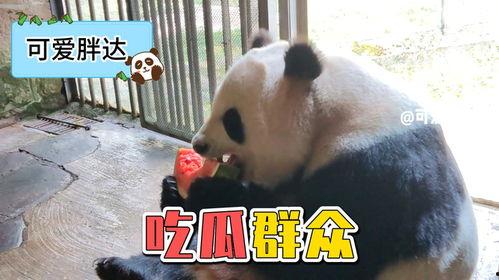熊猫洗澡吃瓜现场视频大全,熊猫洗澡吃瓜欢乐瞬间大盘点