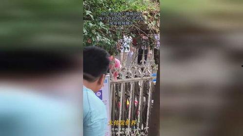 熊猫洗澡吃瓜现场视频大全,熊猫洗澡吃瓜欢乐瞬间大盘点