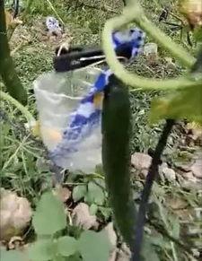 汶上吃瓜事件视频最新版,最新视频揭露惊人真相