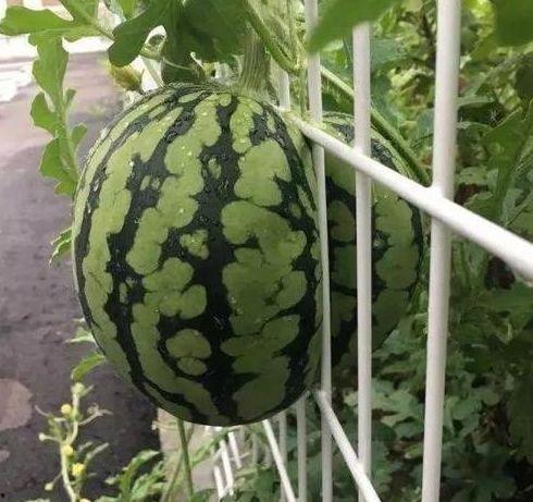 吃瓜不吐籽会发芽吗视频,瓜果竟会发芽？揭秘神奇现象背后的科学原理