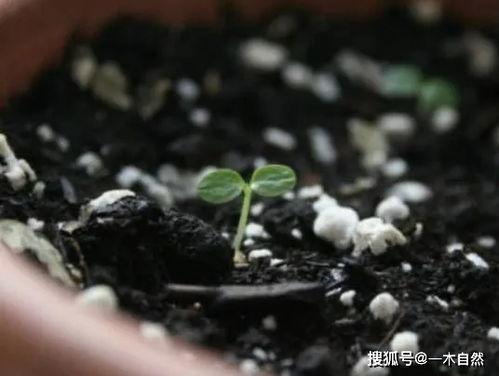 吃瓜不吐籽会发芽吗视频,瓜果竟会发芽？揭秘神奇现象背后的科学原理