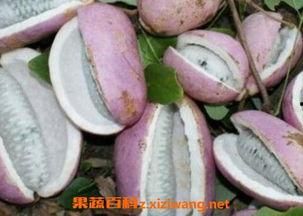 恩施最新吃瓜原视频,揭秘当地独特美食文化