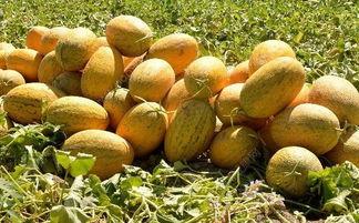 吃烂哈密瓜的视频,吃出甜蜜与烂漫