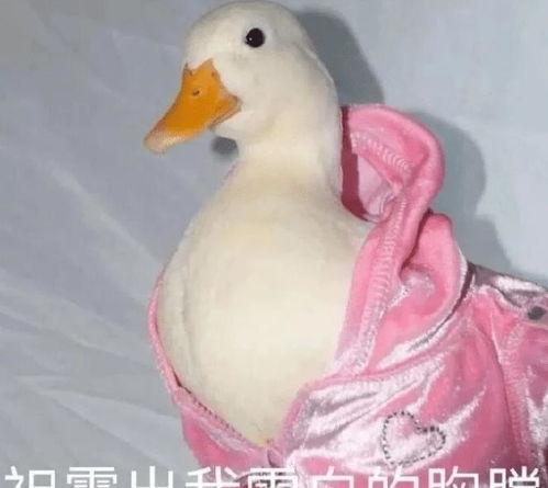 猪先生生活号吃瓜视频,揭秘吃瓜视频背后的趣味与真相