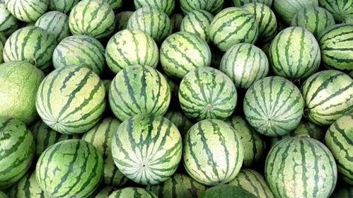 吃籽瓜的视频大全,视频大全带你领略各式籽瓜佳肴