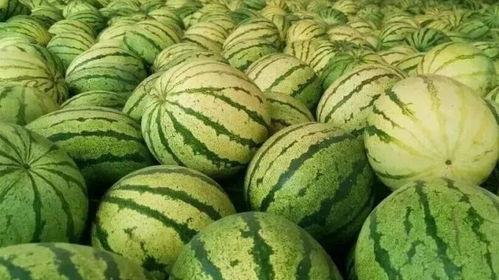 吃籽瓜的视频大全,视频大全带你领略各式籽瓜佳肴