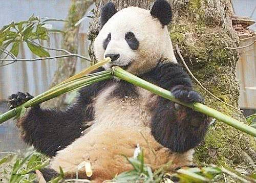 熊猫吃竹子瓜视频,萌态可掬的食竹瞬间