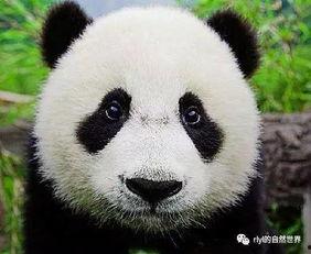 熊猫吃竹子瓜视频,萌态可掬的食竹瞬间