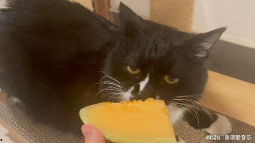 猫吃哈密瓜没事吗视频大全,揭秘猫咪吃哈密瓜的安全性