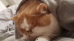 猫吃哈密瓜没事吗视频大全,揭秘猫咪吃哈密瓜的安全性