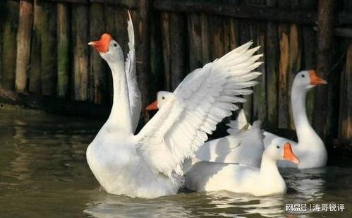 杀鹅吃瓜视频大全,杀鹅吃瓜视频大全集锦