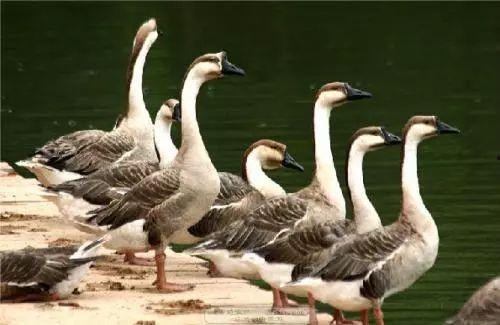 杀鹅吃瓜视频大全,杀鹅吃瓜视频大全集锦