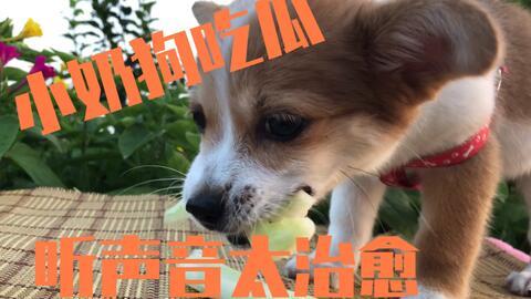 张嘴吃瓜小狗视频在线观看,张嘴吃瓜小狗萌态百出，在线观看笑翻天