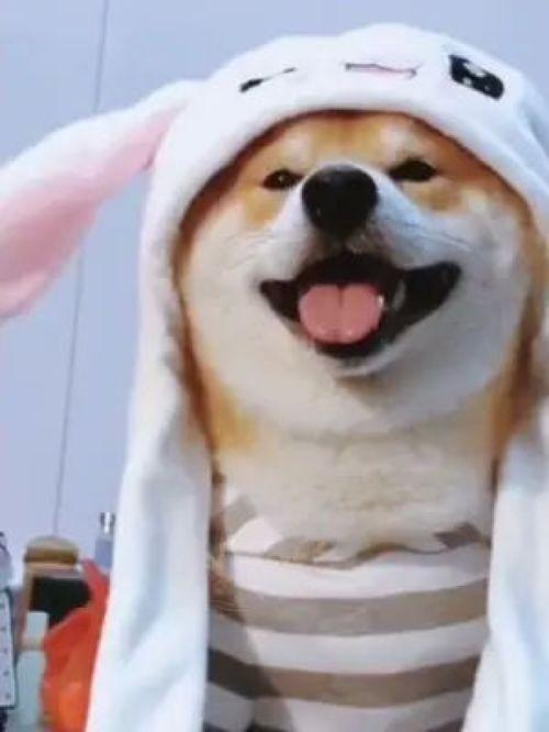 张嘴吃瓜小狗视频在线观看,张嘴吃瓜小狗萌态百出，在线观看笑翻天