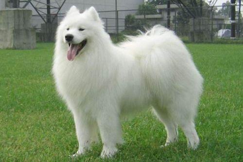 萨摩耶吃瓜视频大全,萌态百出欢乐多