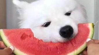 萨摩耶吃瓜视频大全,萌态百出欢乐多