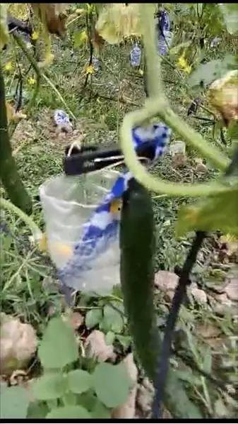 非洲网红吃瓜图片高清视频,高清视频揭秘瓜界新潮流