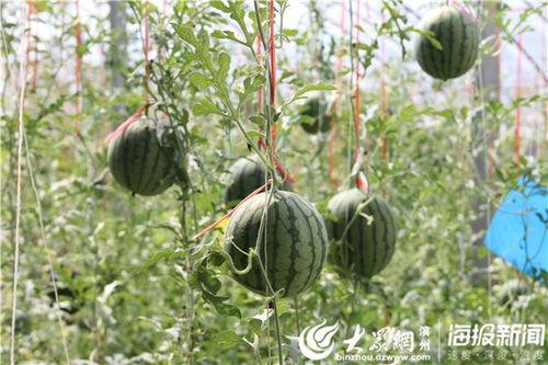 汾阳吃瓜原视频