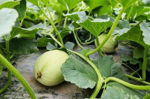 汾阳吃瓜原视频