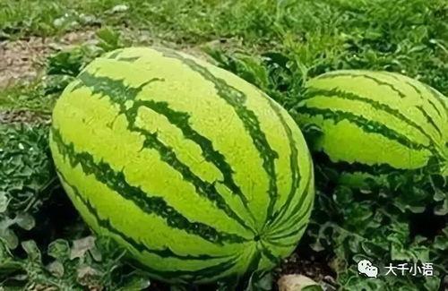 中卫网红如何吃瓜视频,一网打尽热门视频