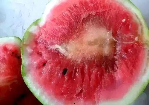 带你吃瓜摘雪糕视频大全,带你吃瓜摘雪糕视频大全精选