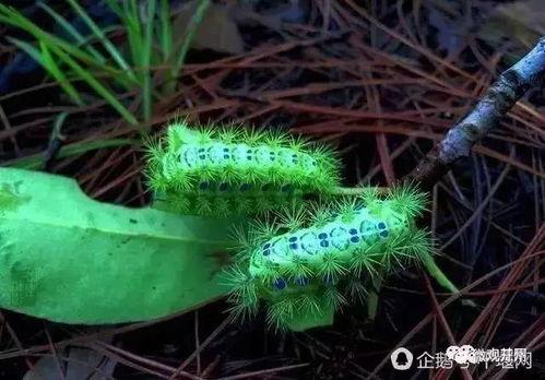 毛瓜发芽可以吃吗视频,揭秘其食用安全与营养价值