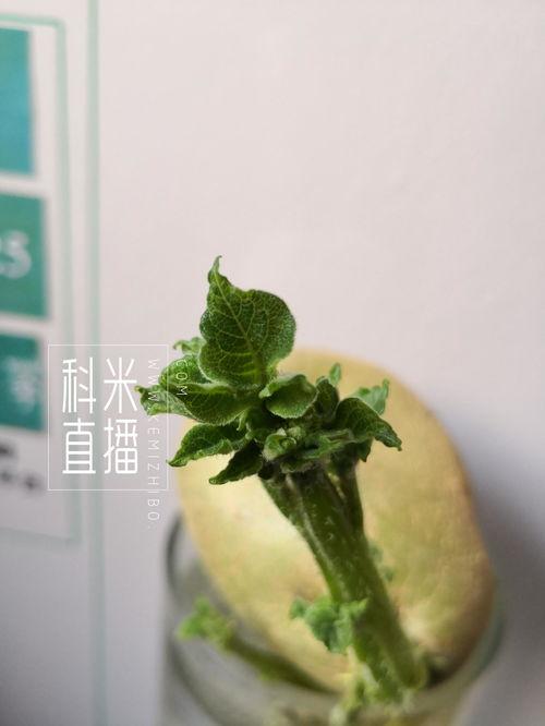 毛瓜发芽可以吃吗视频,揭秘其食用安全与营养价值