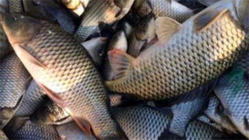 六大瓜吃鲫鱼视频播放,视频播放背后的美食魅力揭秘