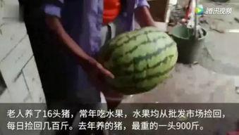 吃瓜视频到底是什么,网络热传现象背后的真相