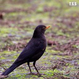 乌鸫鸟吃哈密瓜视频播放,一场自然界的美食盛宴