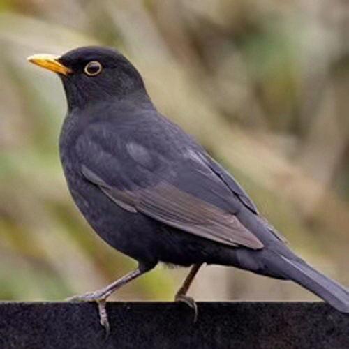 乌鸫鸟吃哈密瓜视频播放,一场自然界的美食盛宴