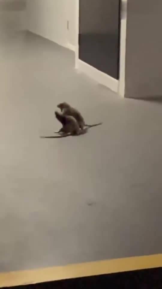 老鼠吃瓜视频在线观看,跟随镜头见证老鼠吃瓜的趣味瞬间