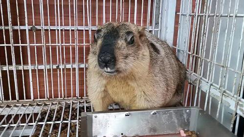 老鼠吃瓜视频在线观看,跟随镜头见证老鼠吃瓜的趣味瞬间