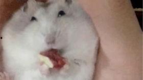 老鼠吃瓜视频在线观看,跟随镜头见证老鼠吃瓜的趣味瞬间