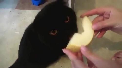 怎么喂猫吃哈密瓜视频,轻松制作猫咪爱吃的健康美食