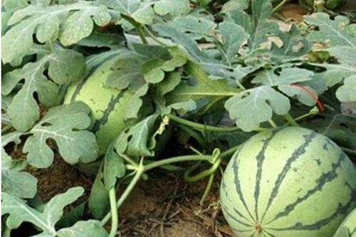 红茄瓜怎么吃最好呢视频,视频教你最佳食用技巧