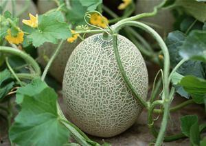 客家人吃哈密瓜视频播放