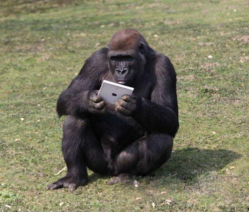 大猩猩吃瓜的视频,萌态十足引网友热议