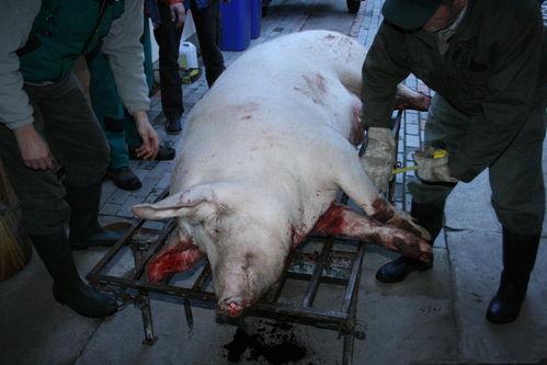 如何科学杀猪 吃瓜视频