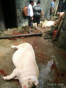 如何科学杀猪 吃瓜视频