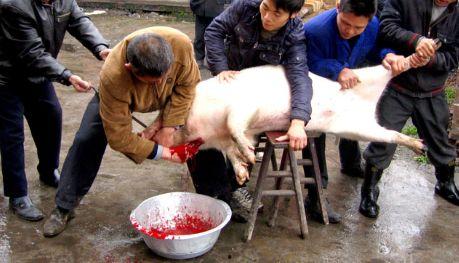 如何科学杀猪 吃瓜视频