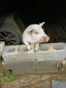 小猪吃羊角瓜视频播放,萌态十足引网友热议